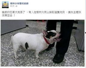 巴哥最新爆料新闻事件,最新热点事件背后真相曝光