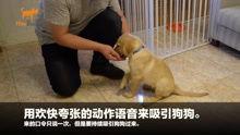 狗崽集体爆料视频在线观看,揭秘背后惊人真相
