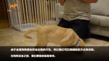 狗崽集体爆料视频在线观看,揭秘背后惊人真相