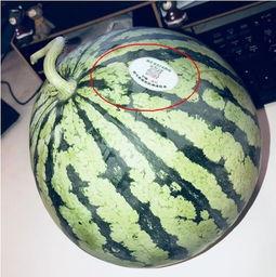 网红那些瓜在哪吃,那些瓜在哪吃