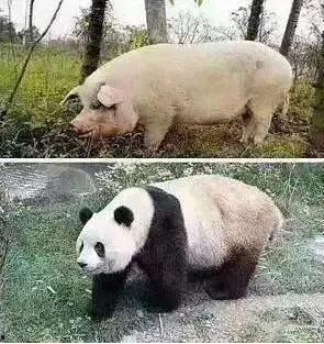 熊猫和猪的爆料视频播放,趣味互动背后的秘密