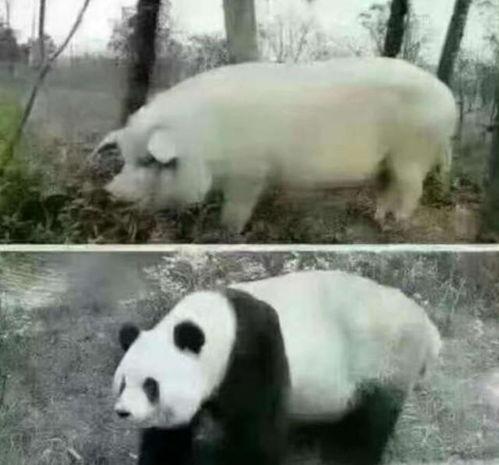 熊猫和猪的爆料视频播放,趣味互动背后的秘密