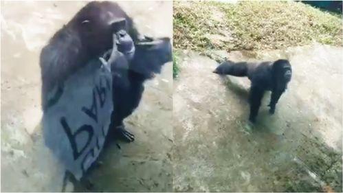 网友爆料收狗的视频,揭秘残忍收狗产业链