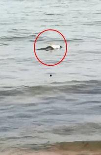 秦皇岛浴场爆料视频,现场实况视频曝光