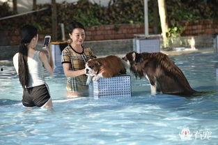 黄狗水池爆料视频下载,一场惊心动魄的真相大曝光