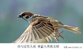 麻雀2 在线观看,续写传奇，揭秘神秘组织风云再起