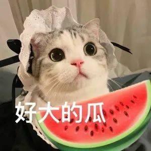 网红秃崽吃瓜视频,揭秘网红圈幕后故事